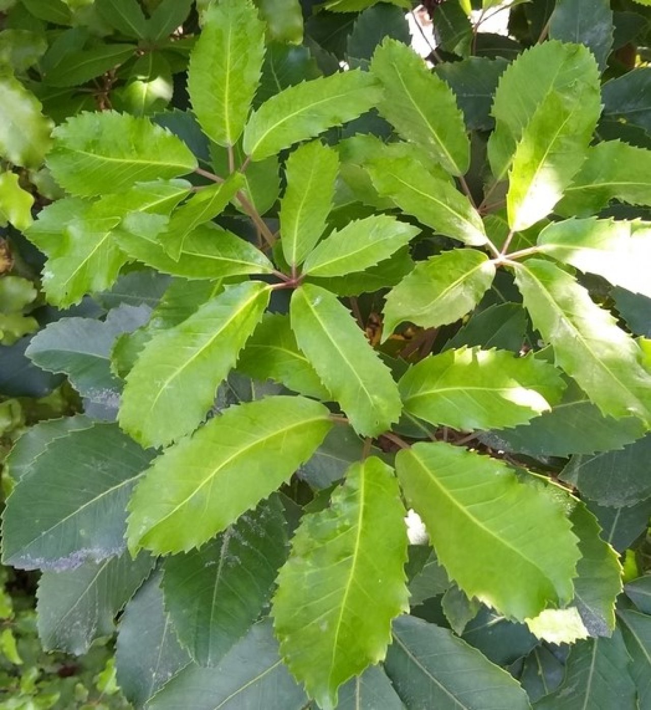 П'ятипальцеві