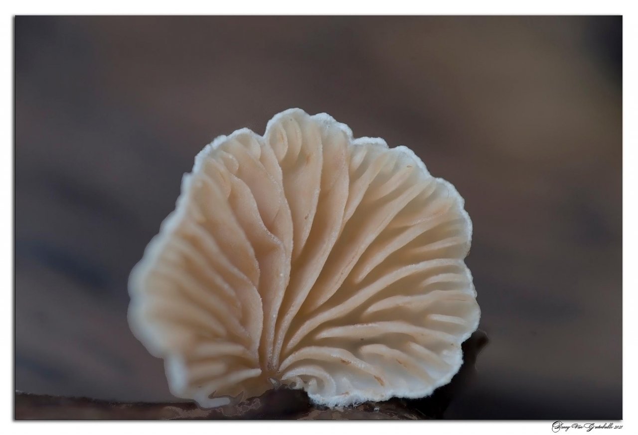 Fungi in NatureSpots App spotted by Danny VG on 29.01.2021