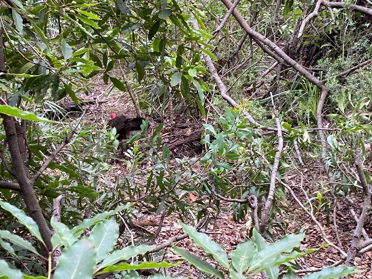 birds in BrushTurkeys App spotted by PKay on 30.12.2020