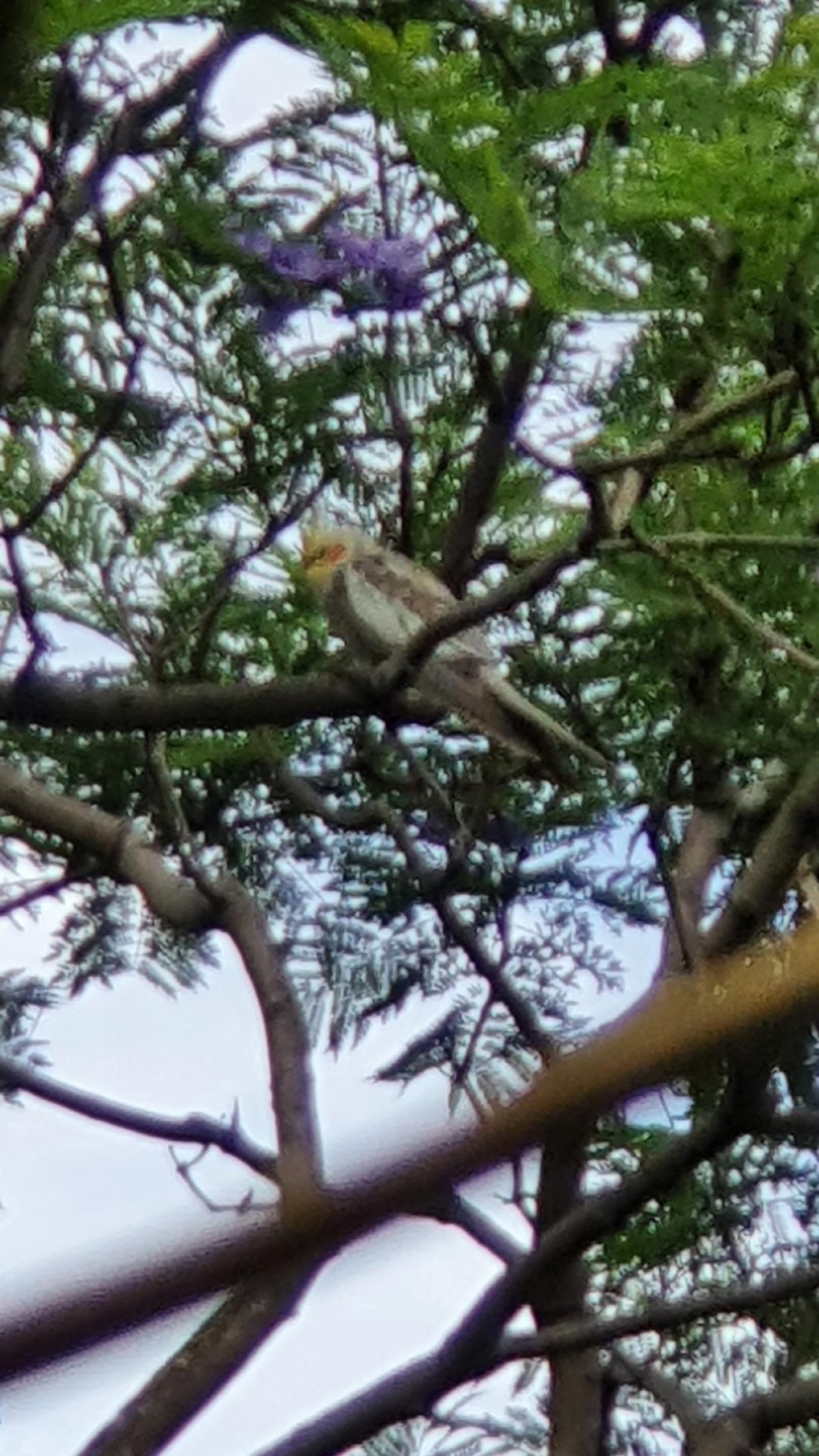 Other bird in Big City Birds App spotted by MartinaF on 03.01.2021