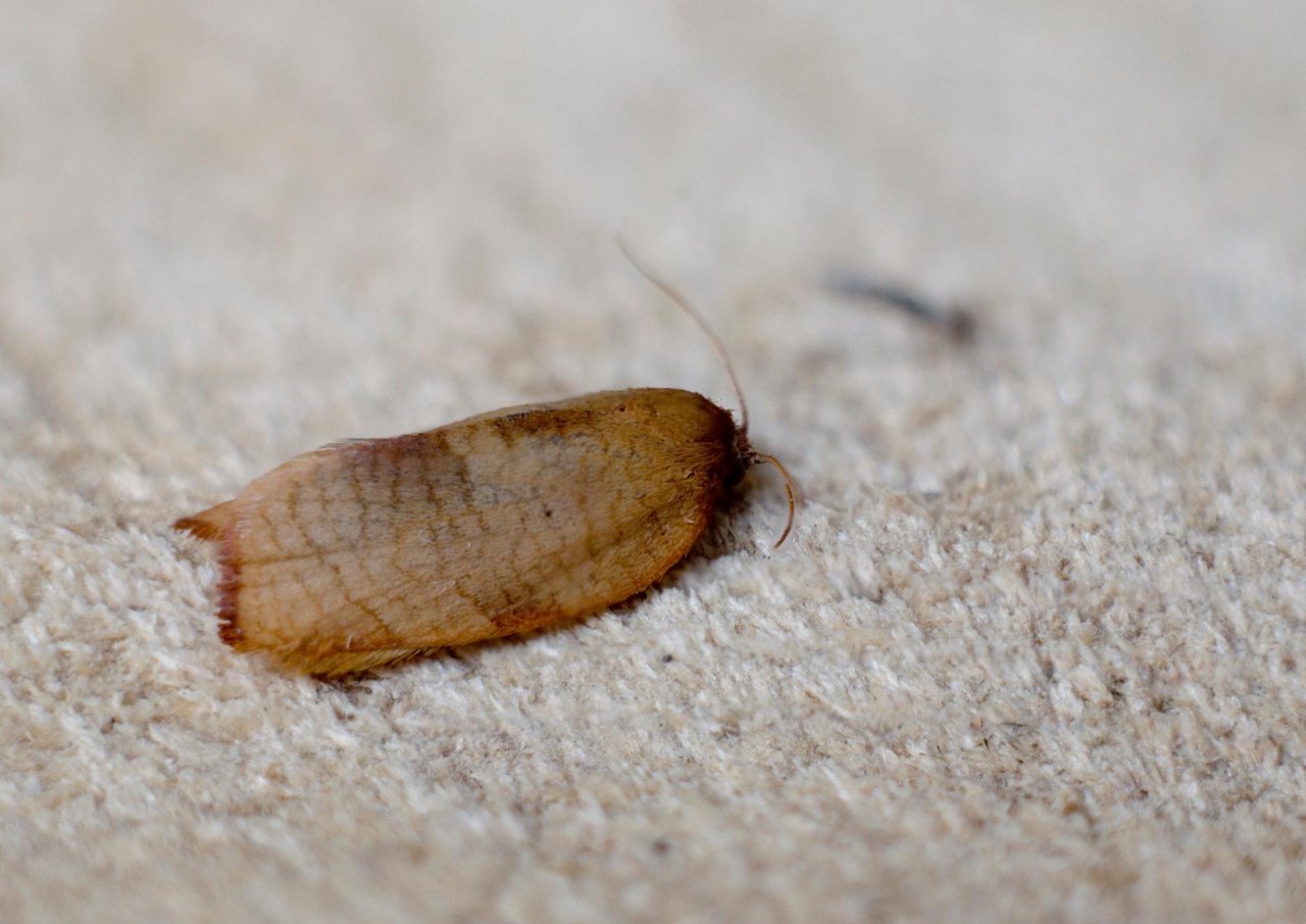 Animals in NatureSpots App spotted by Danny VG on 02.06.2020