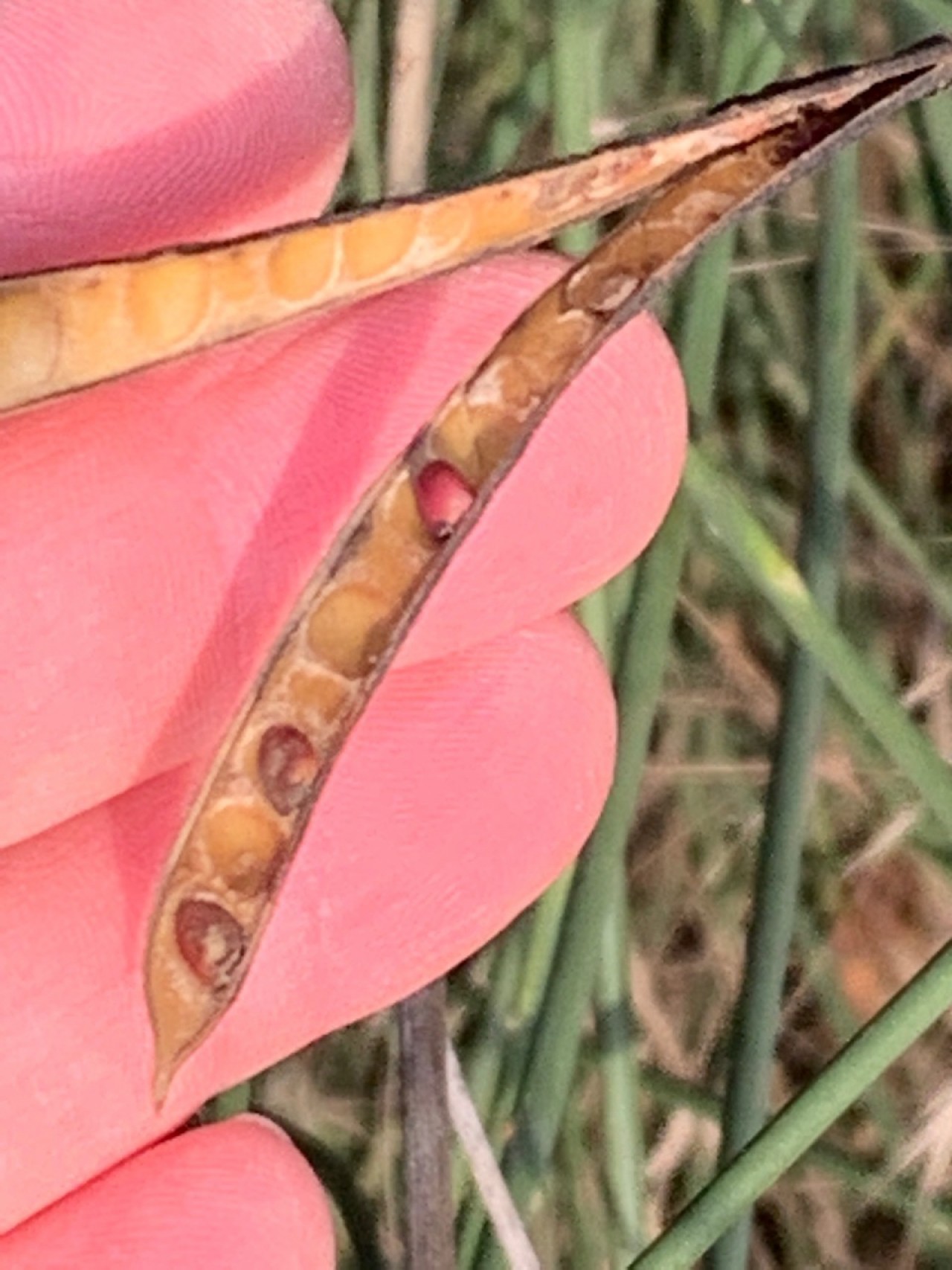 In den geöffneten Fruchtschoten des entlaubten Pfriemginsters sind noch vereinzelt Samen zu 