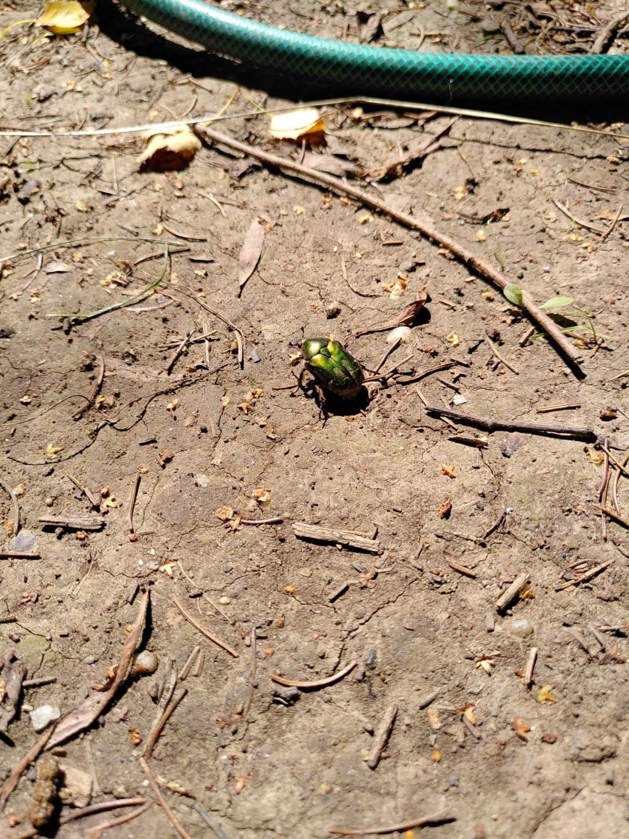 Animals in NatureSpots App spotted by TheOSWR on 12.08.2020