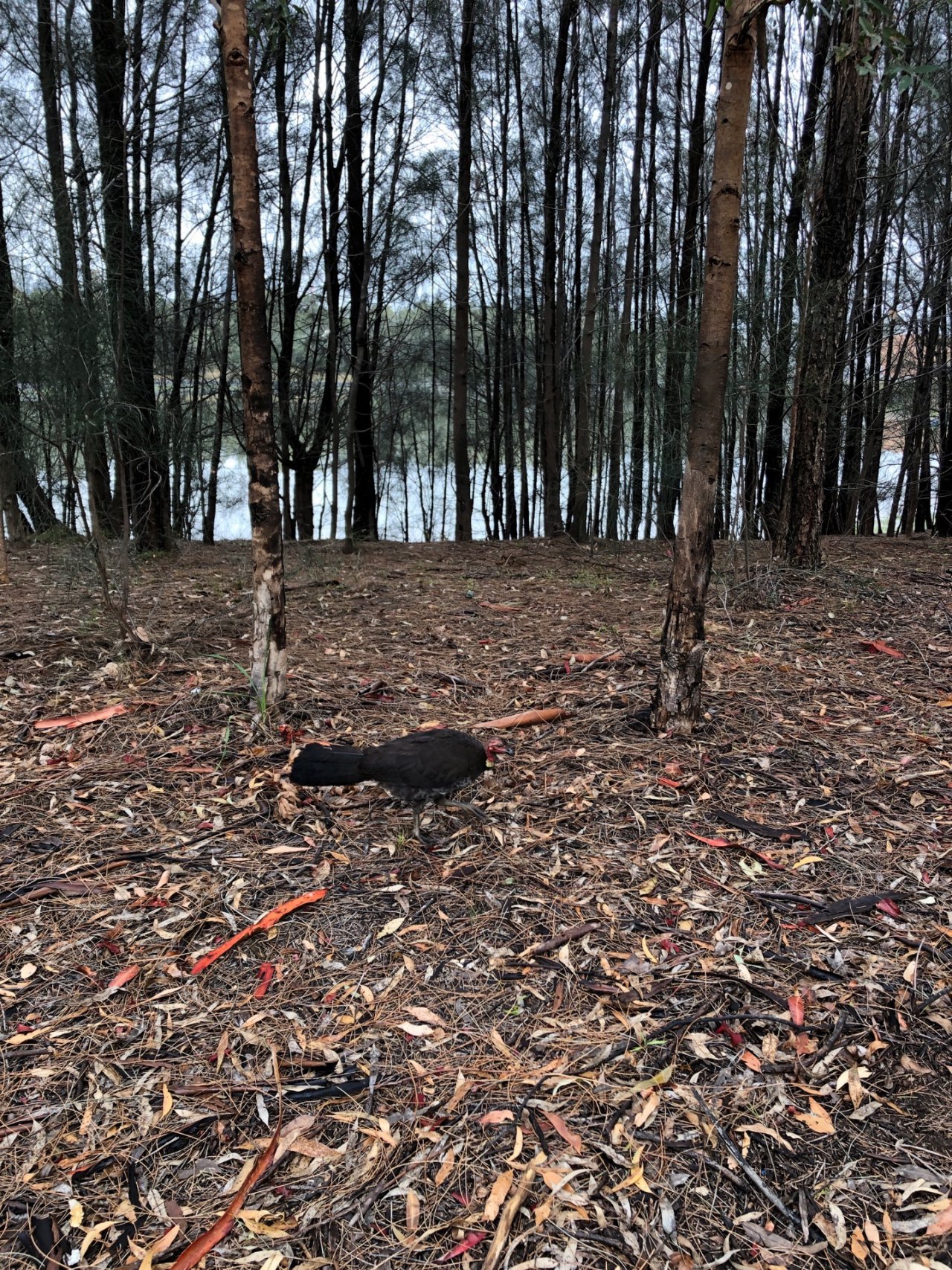 Brush-turkey in Big City Birds App spotted by Cameron Webb on 14.12.2020