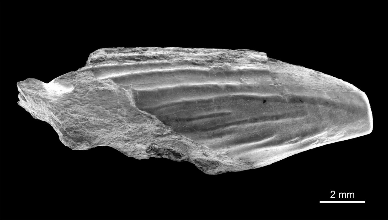 Diapsida in Fossilfinder App spotted by Alexander Lukeneder on 23.02.2021