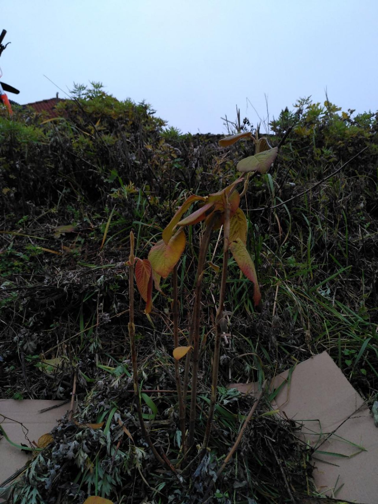 Wolliger Schneeball in Naturkalender App spotted by TheOSWR on 18.12.2020