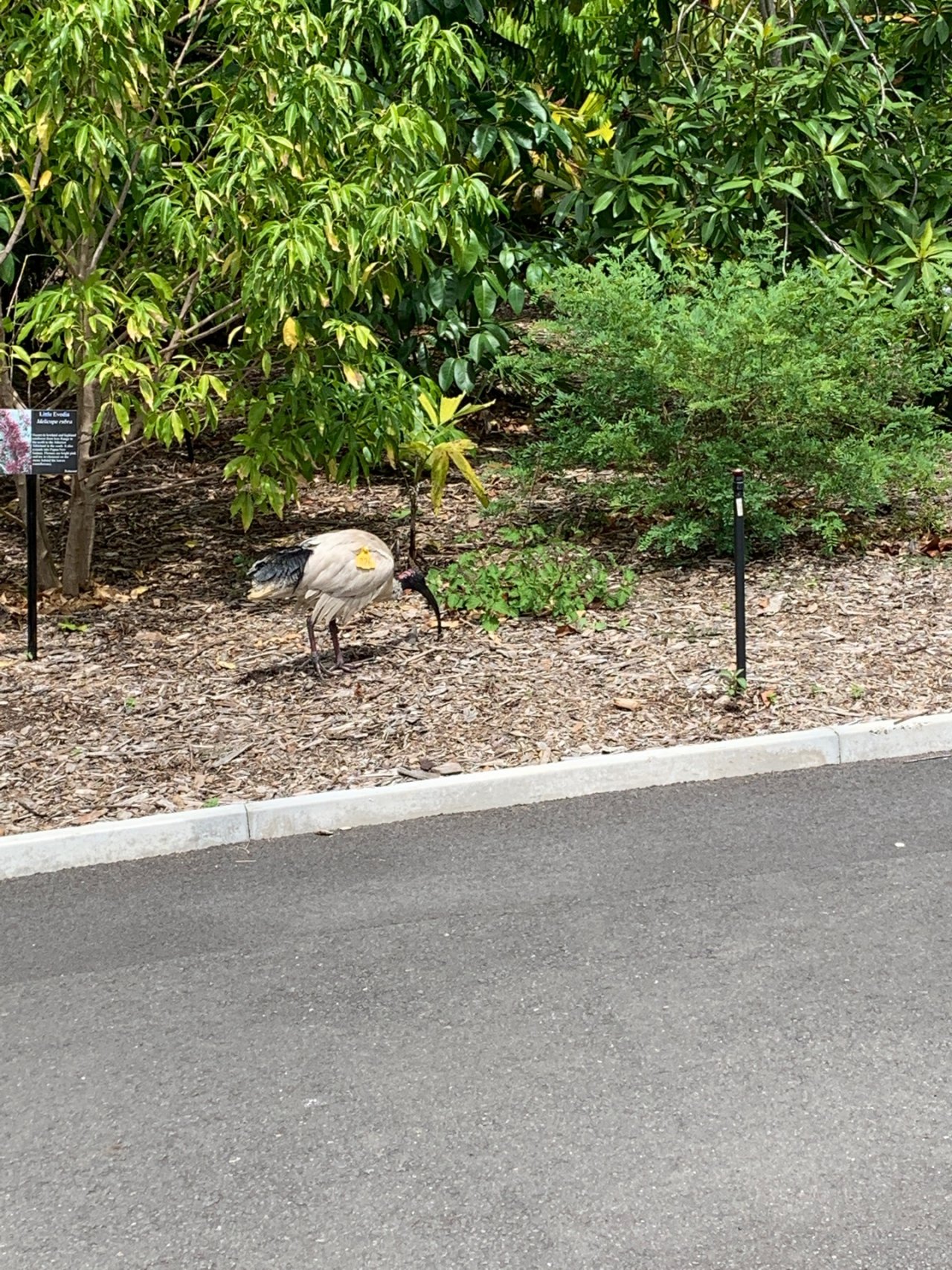 White Ibis in Big City Birds App spotted by Laurie McGuirk on 12.12.2020