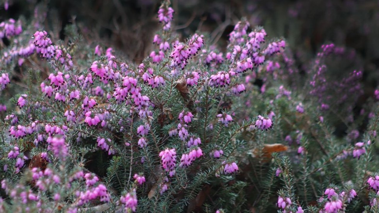 Urze de folhas cruzadas