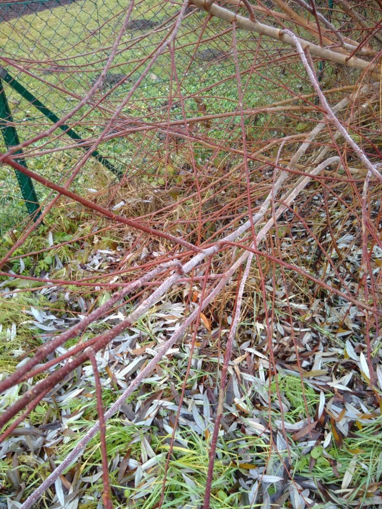 Reif in Naturkalender App spotted by Doris Stampfer on 15.12.2020