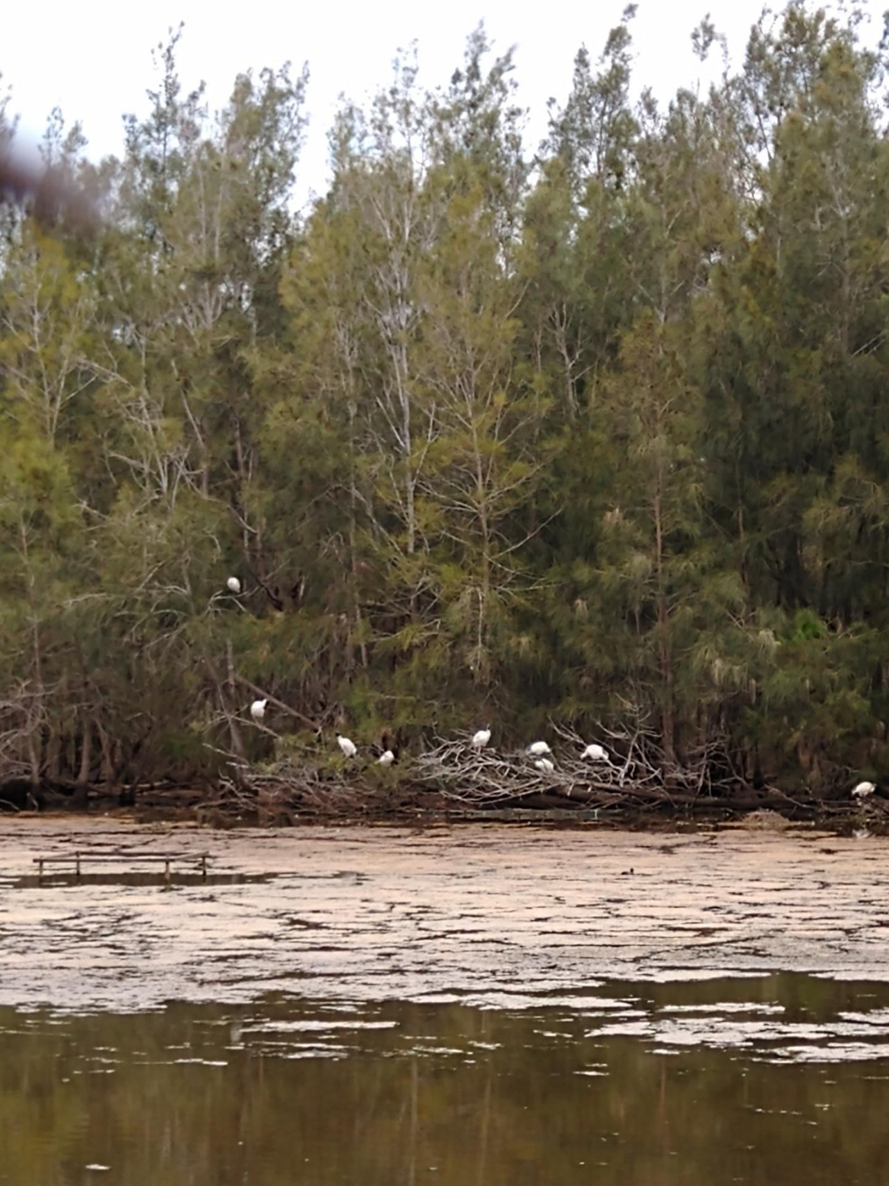 White Ibis in Big City Birds App spotted by Anna on 12.12.2020