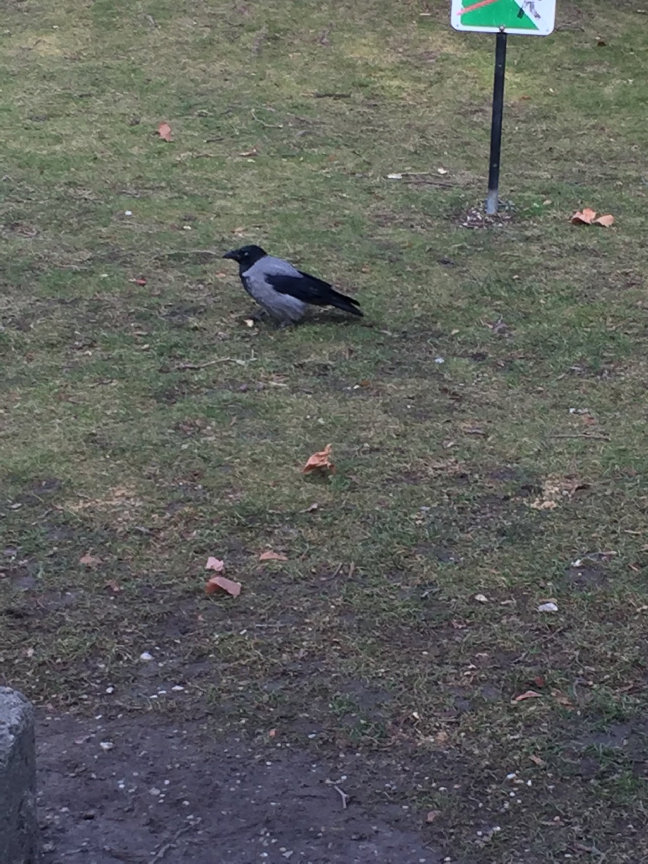 Hooded Crow in KraMobil App spotted by Katharina on 05.02.2021
