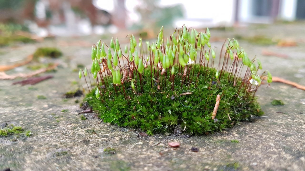 Plants in NatureSpots App spotted by Ka vonSeiten on 03.02.2020