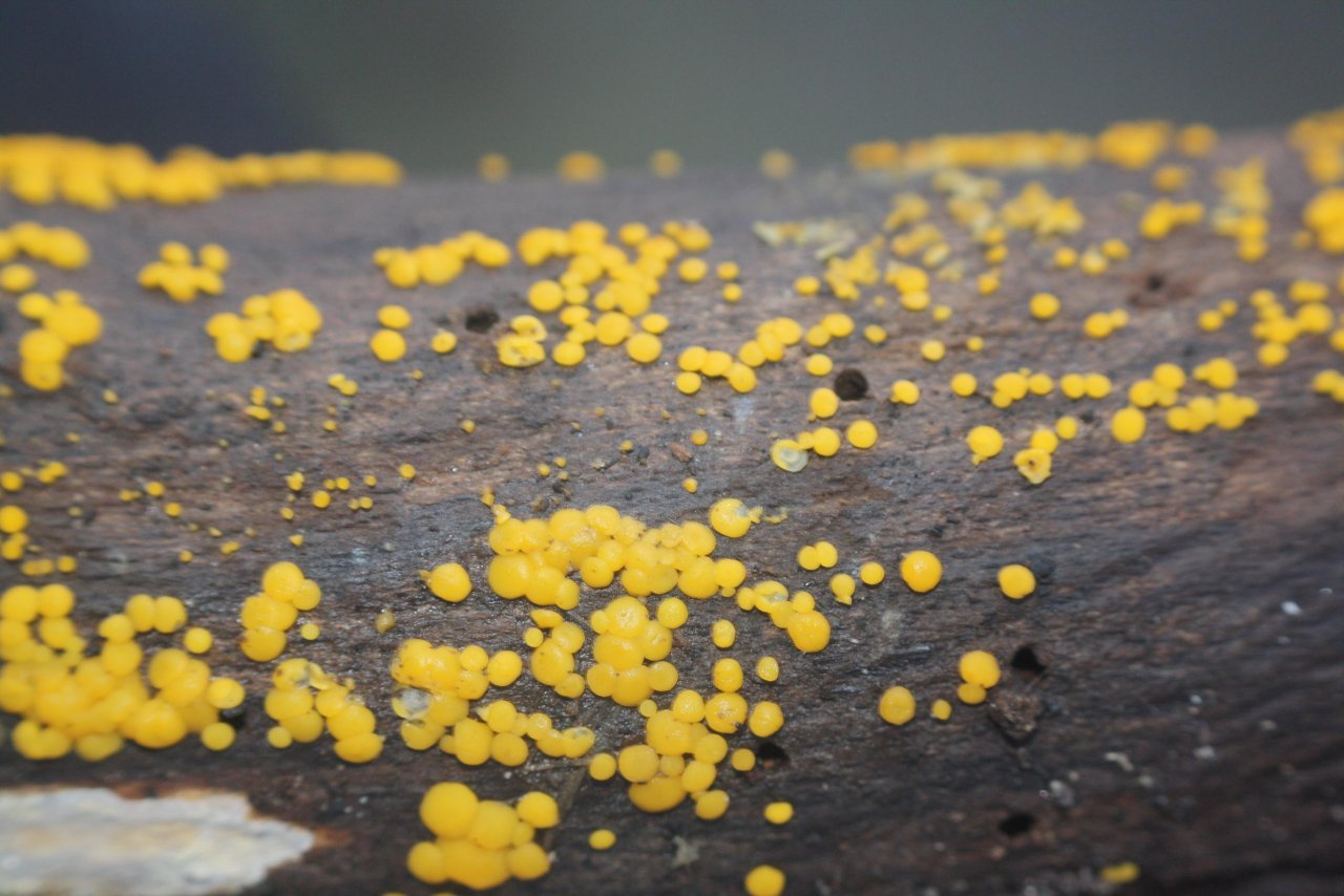 Zitronengelbes Holzbecherchen in Pilzfinder App spotted by Treitner on 18.12.2020