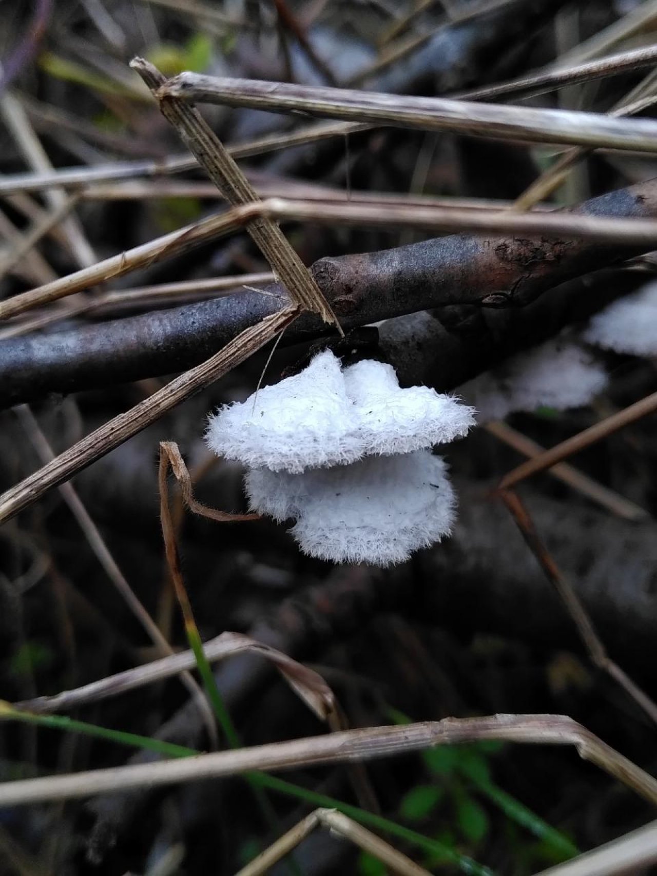 Spaltblättling in Pilzfinder App spotted by TheOSWR on 20.12.2020