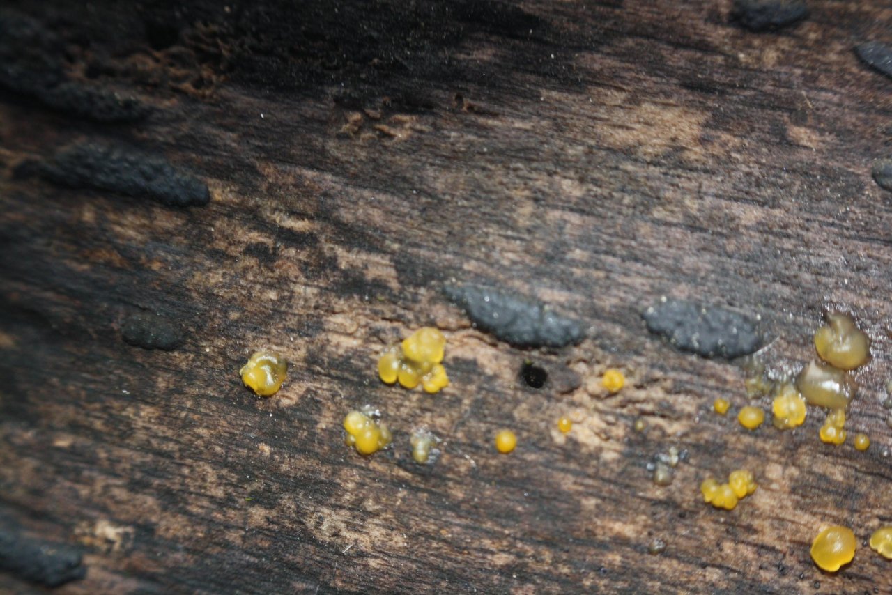 anderer Becherling in Pilzfinder App spotted by Treitner on 13.12.2020