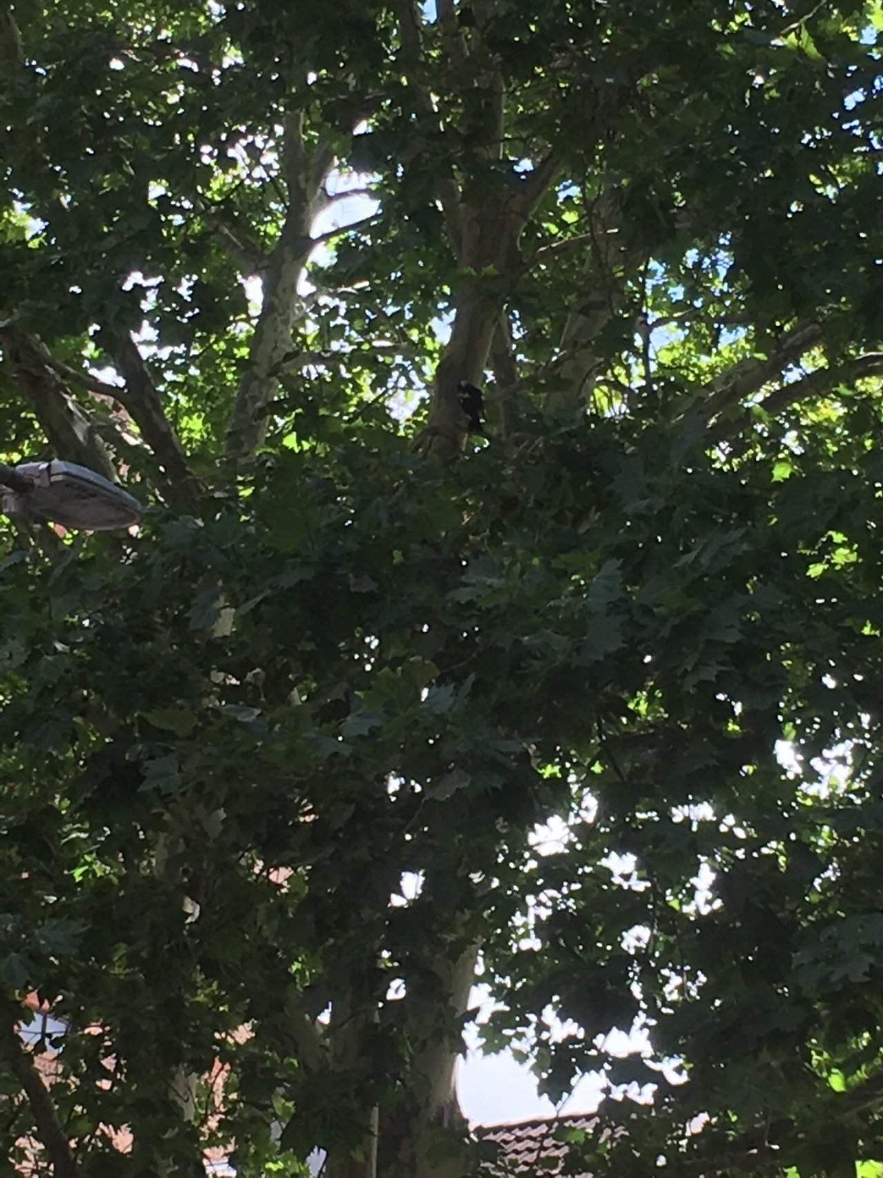 Other bird in Big City Birds App spotted by Chip Steele on 13.12.2020