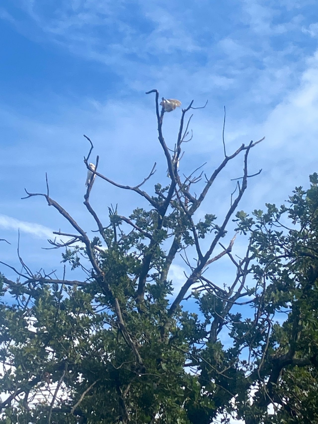 Long-billed Corella in Big City Birds App spotted by Scurge on 03.01.2021