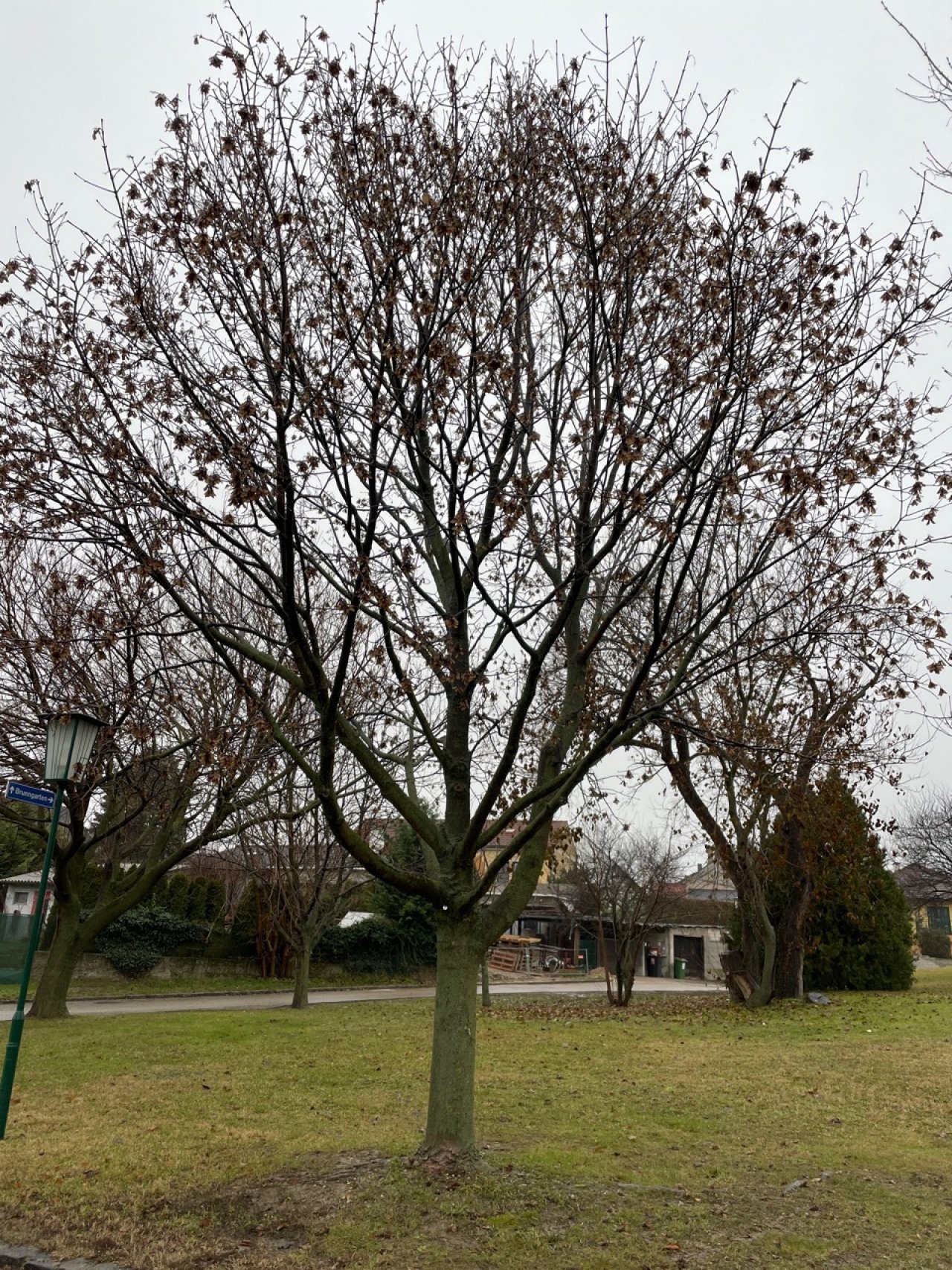 Feldahorn in Naturkalender App spotted by Franz on 19.12.2020