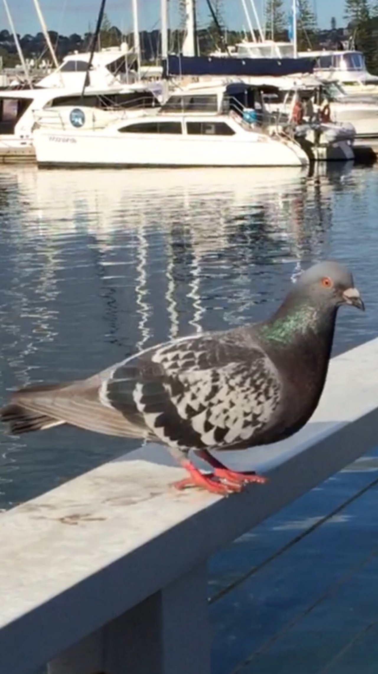 Other bird in Big City Birds App spotted by ednaward on 13.12.2020