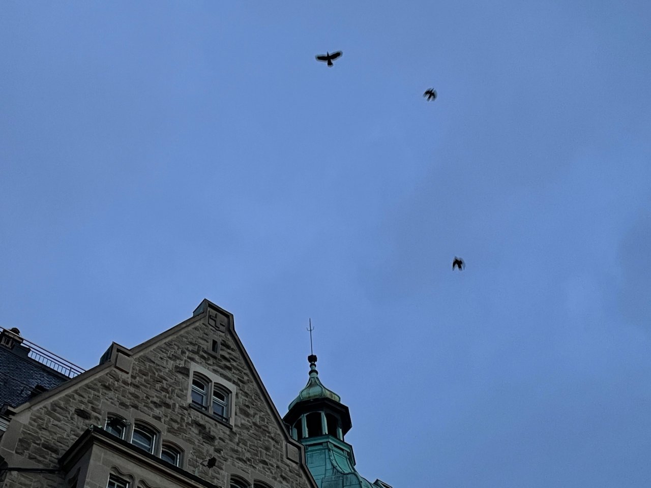 Carrion Crow in KraMobil App spotted by Andreas Ryser on 22.12.2020