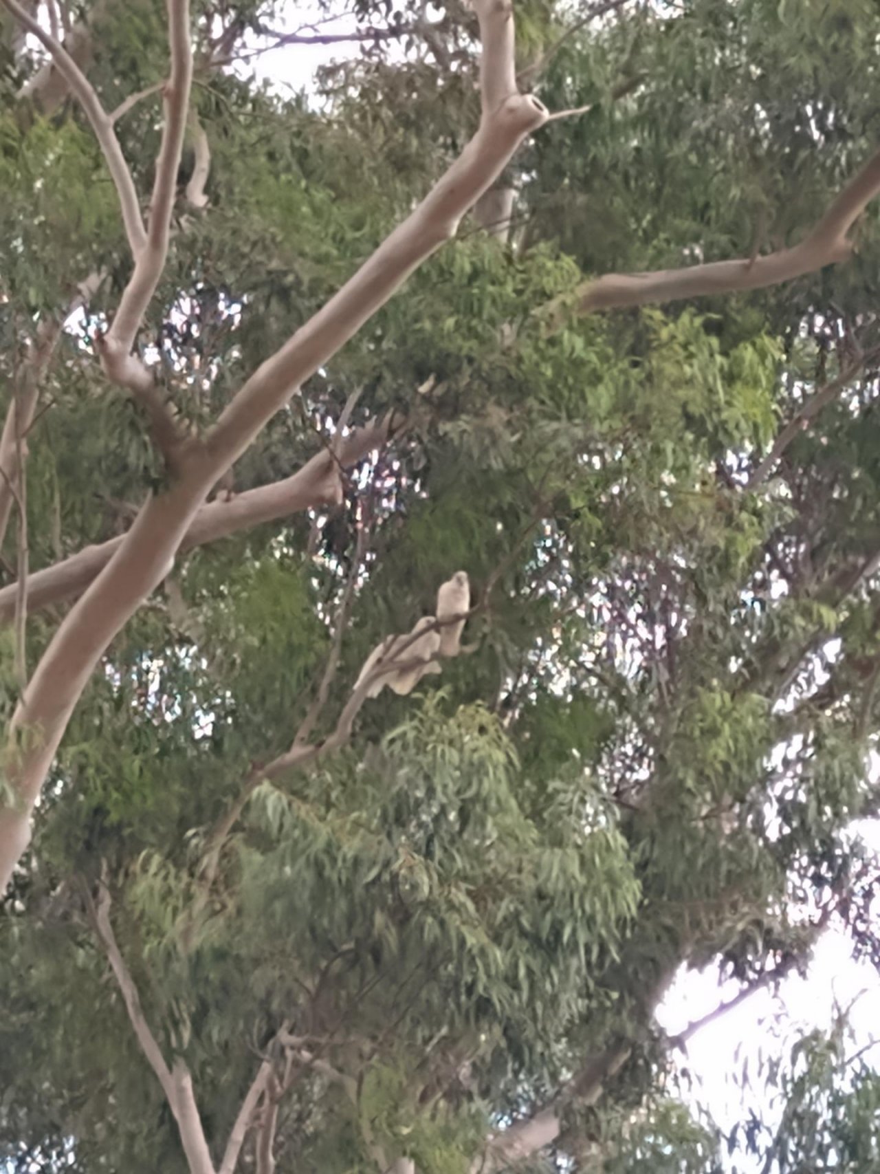Little Corella in Big City Birds App spotted by Anna on 03.02.2021