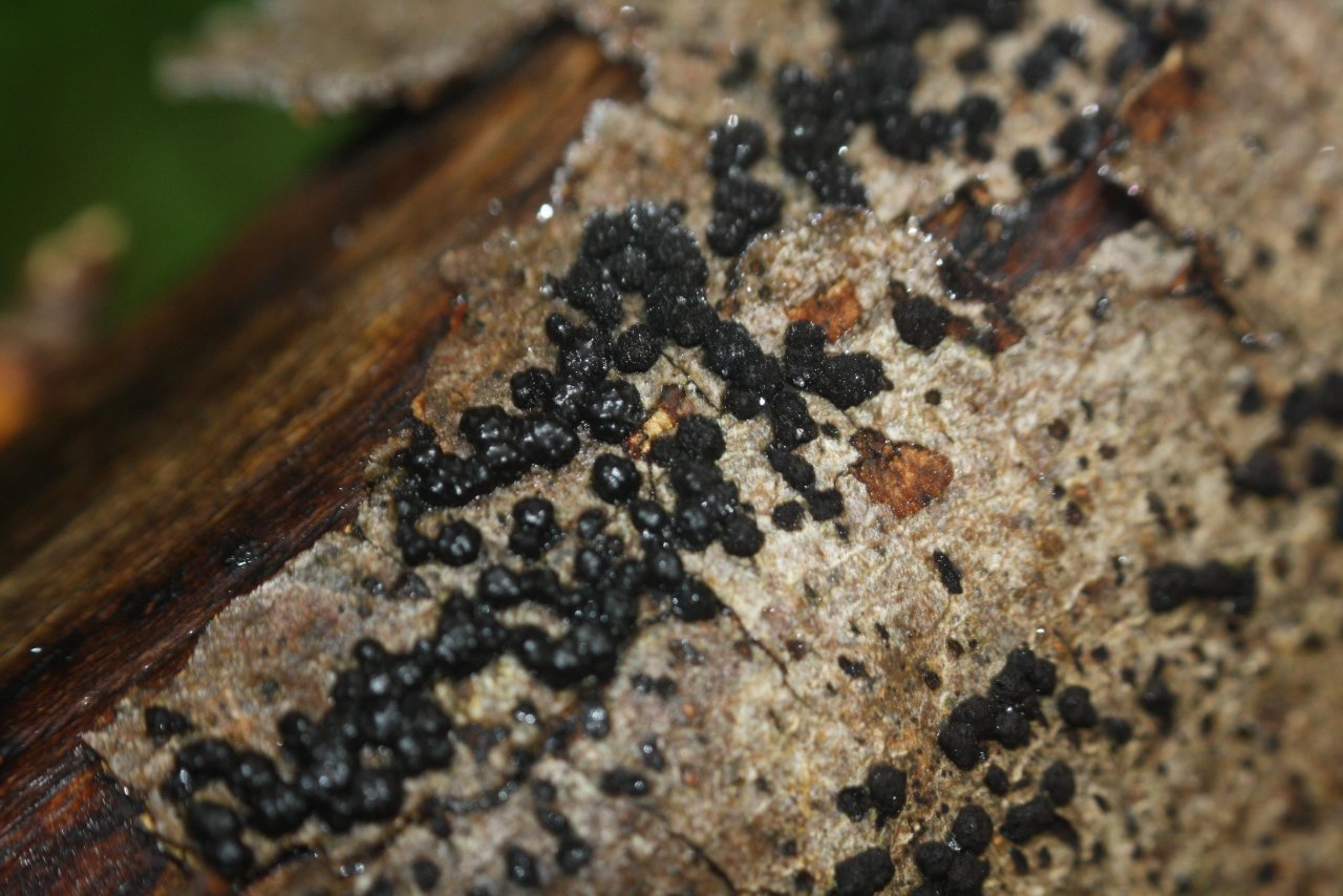 Andere Art in Pilzfinder App spotted by Treitner on 20.12.2020