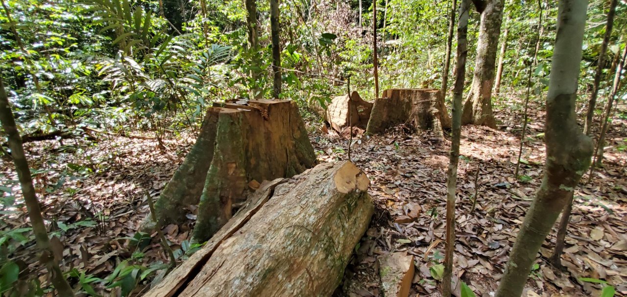 Logs present in Green Growth Forests App spotted by Giani Razab Sekh on 21.01.2021