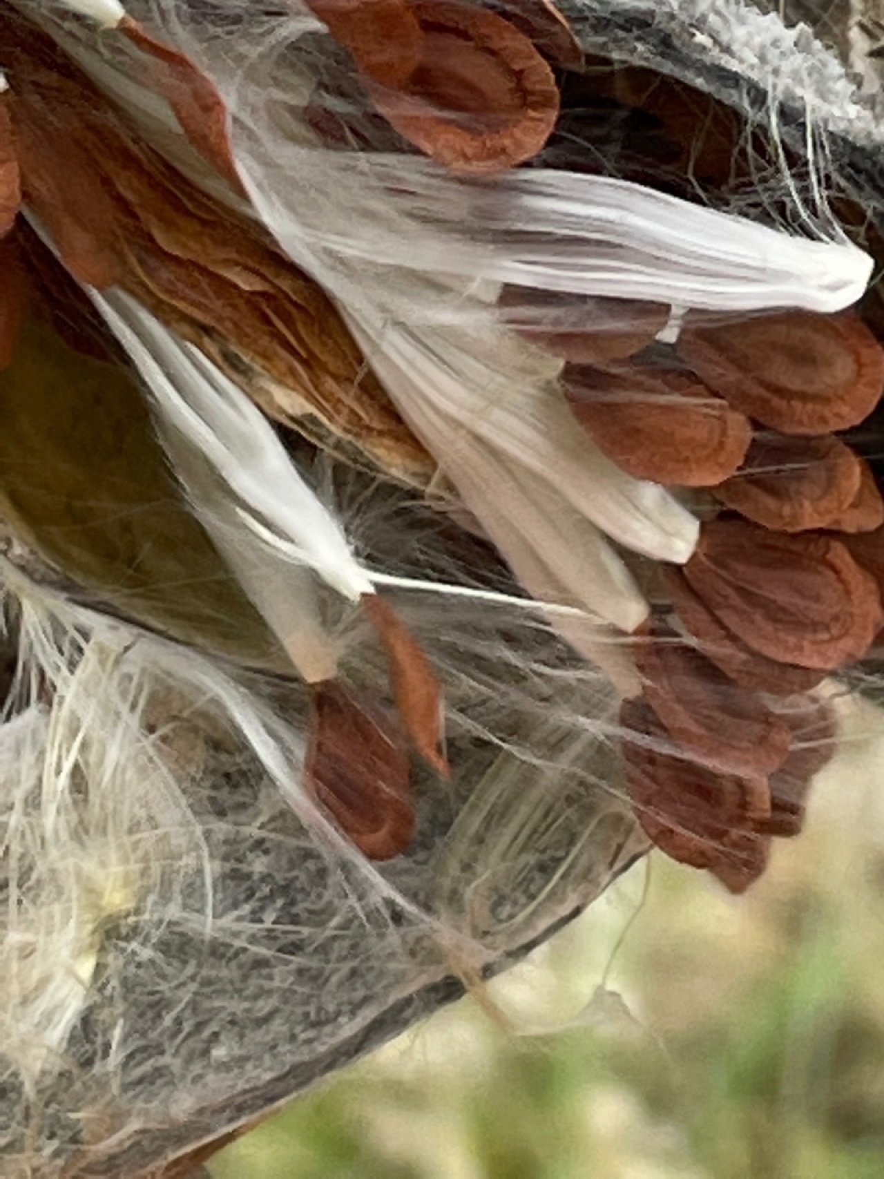 Eine andere krautige Art in Naturkalender App spotted by Franz on 15.12.2020