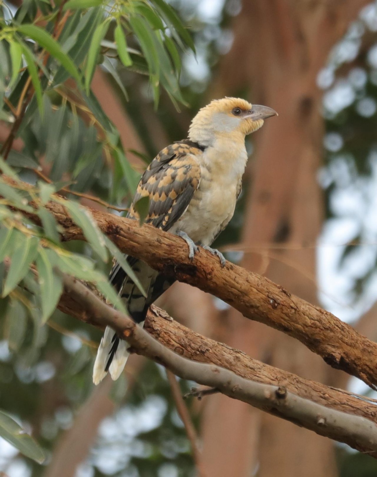 Other bird in Big City Birds App spotted by Jay DP on 19.12.2020