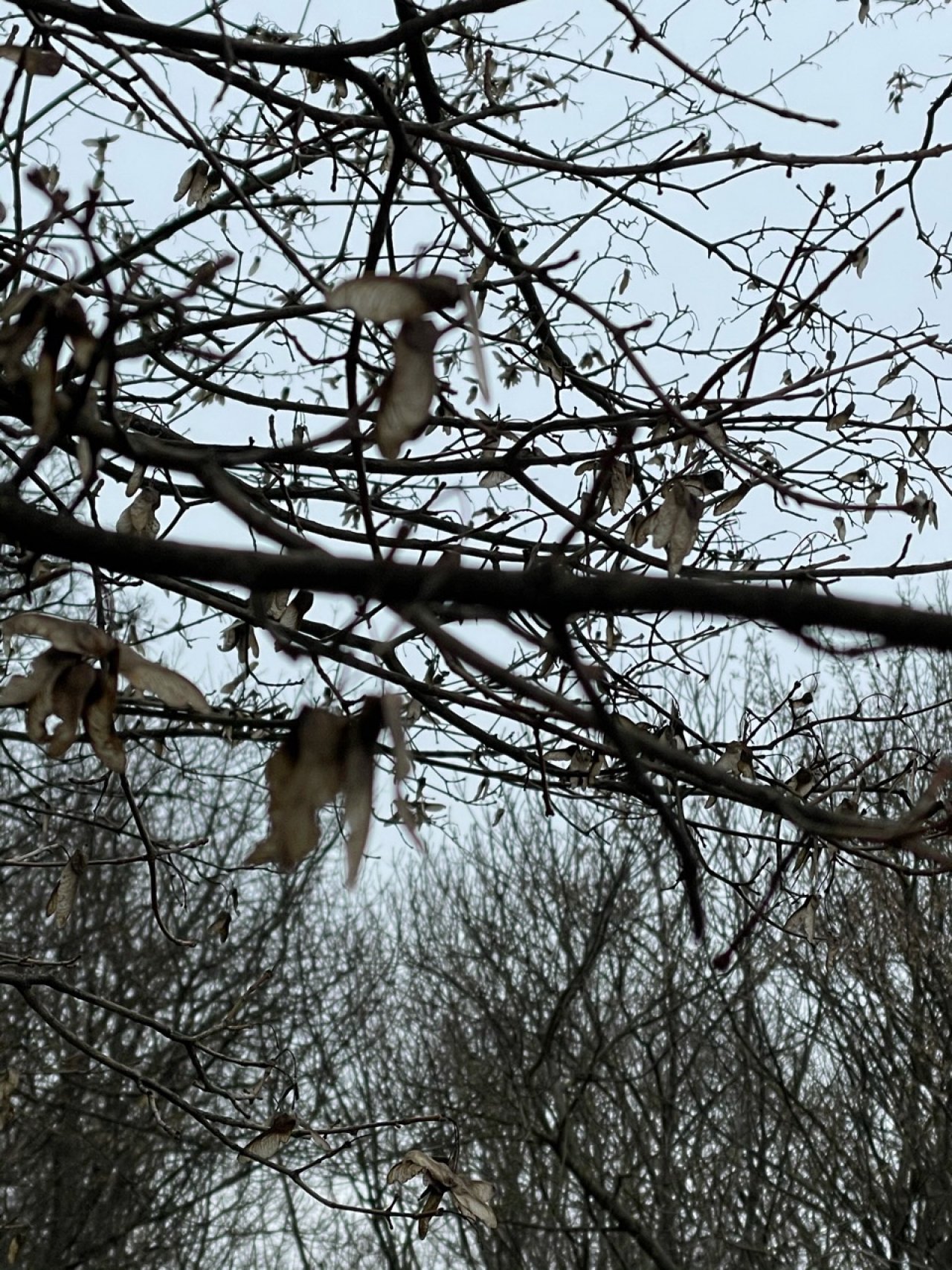 Feldahorn in Naturkalender App spotted by Franz on 27.12.2020