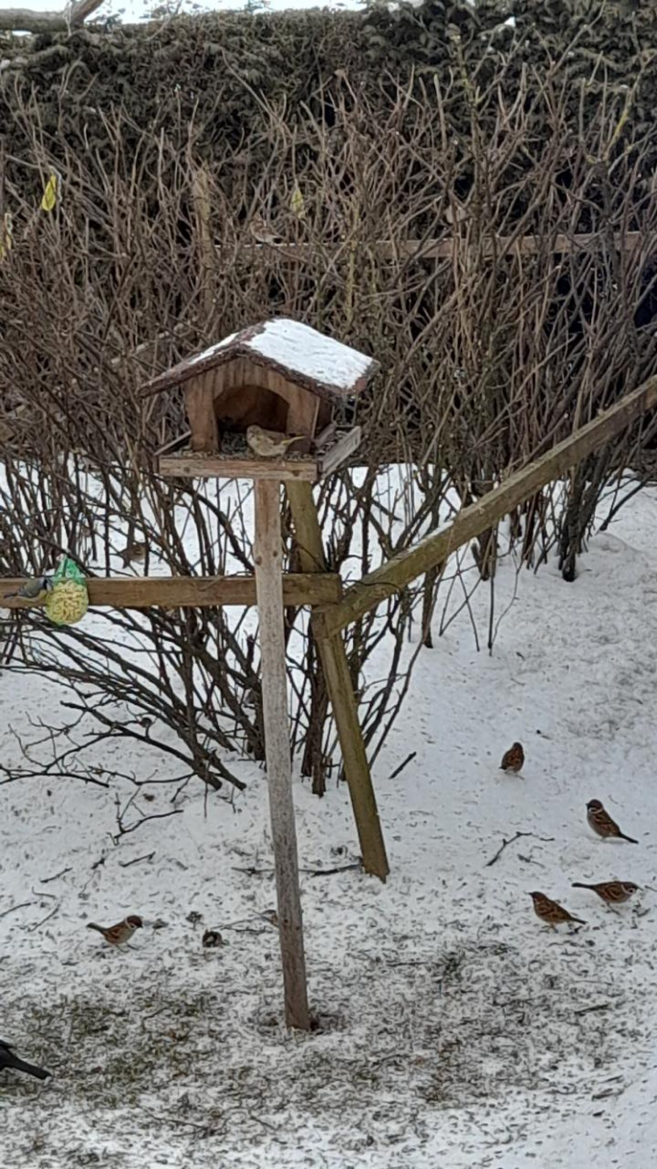 Eine andere Art in Naturkalender Oberösterreich App spotted by Anna Oberauer on 18.01.2021