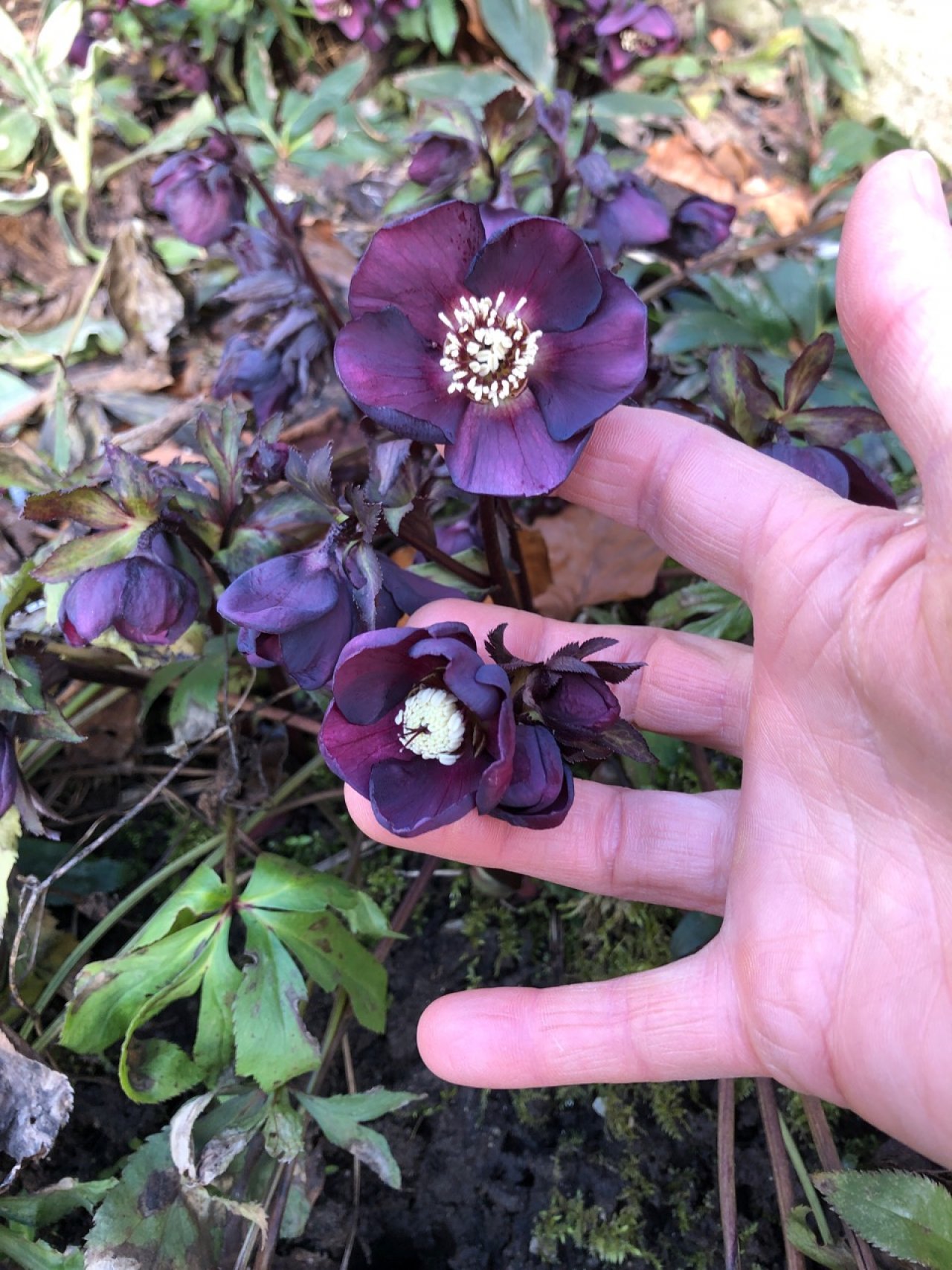 Eine andere Art in Naturkalender Oberösterreich App spotted by Martina on 12.02.2021