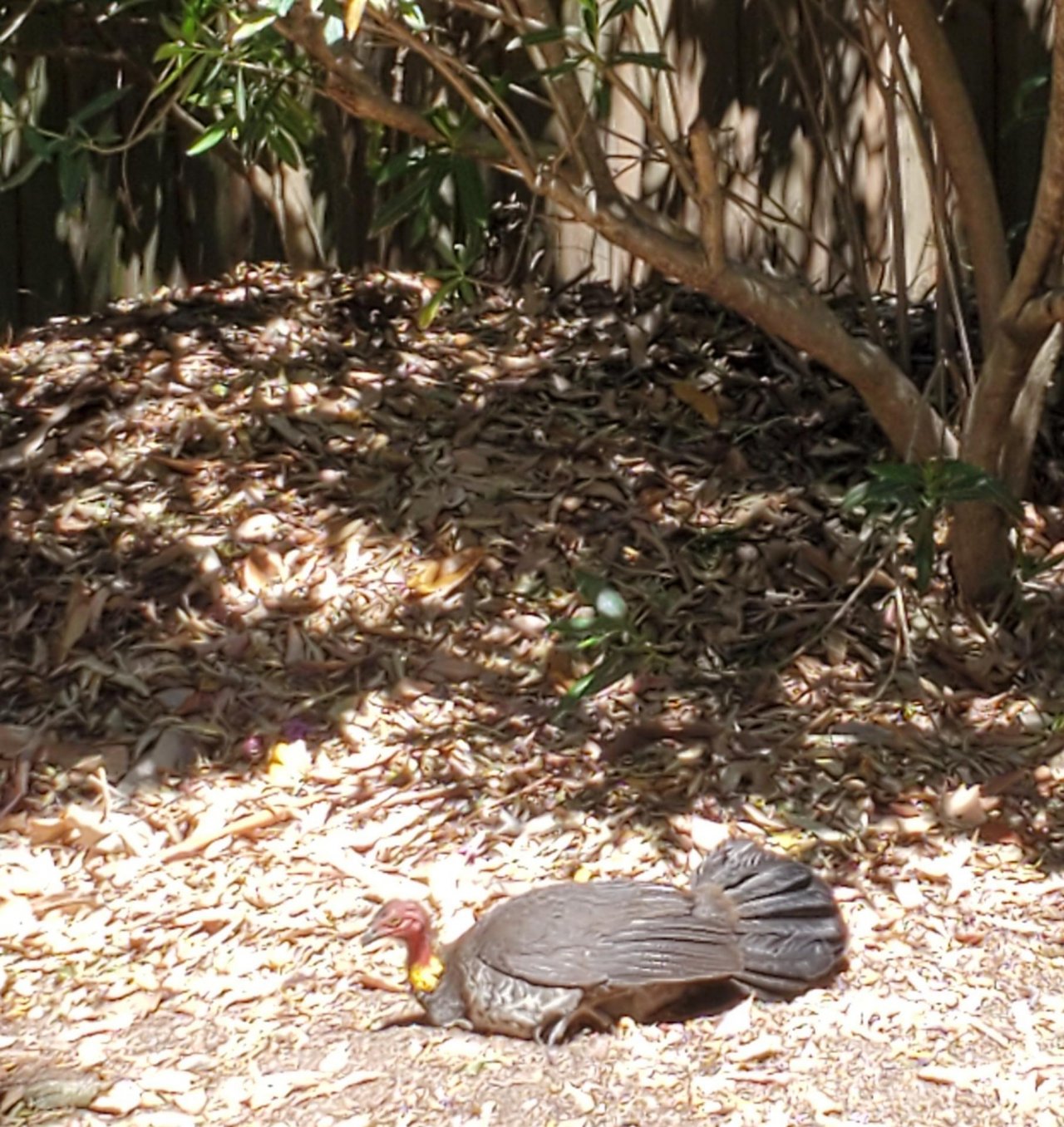 Brush-turkey in Big City Birds App spotted by Laurel Lacroix on 16.12.2020
