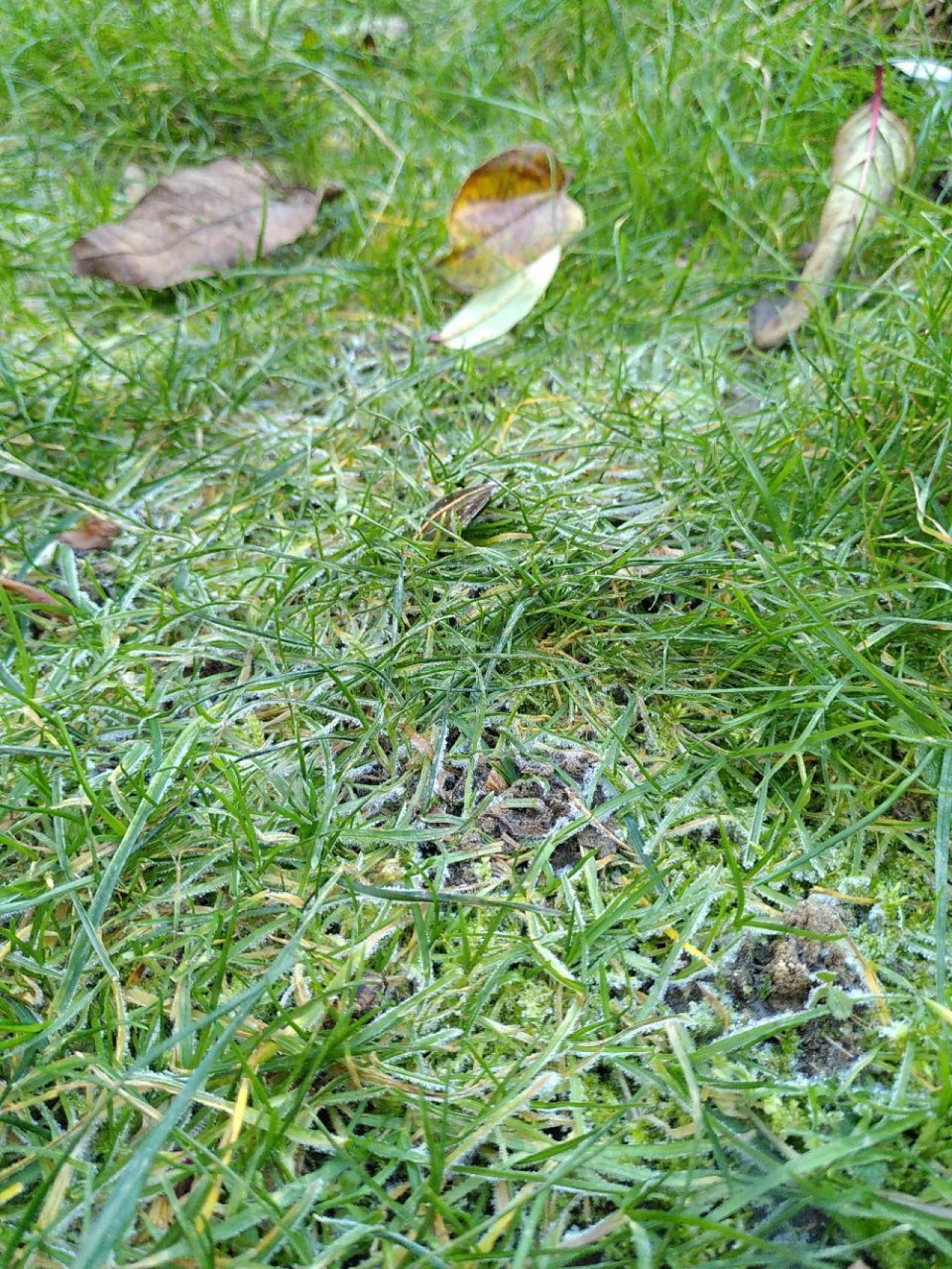 Reif in Naturkalender App spotted by TheOSWR on 27.12.2020