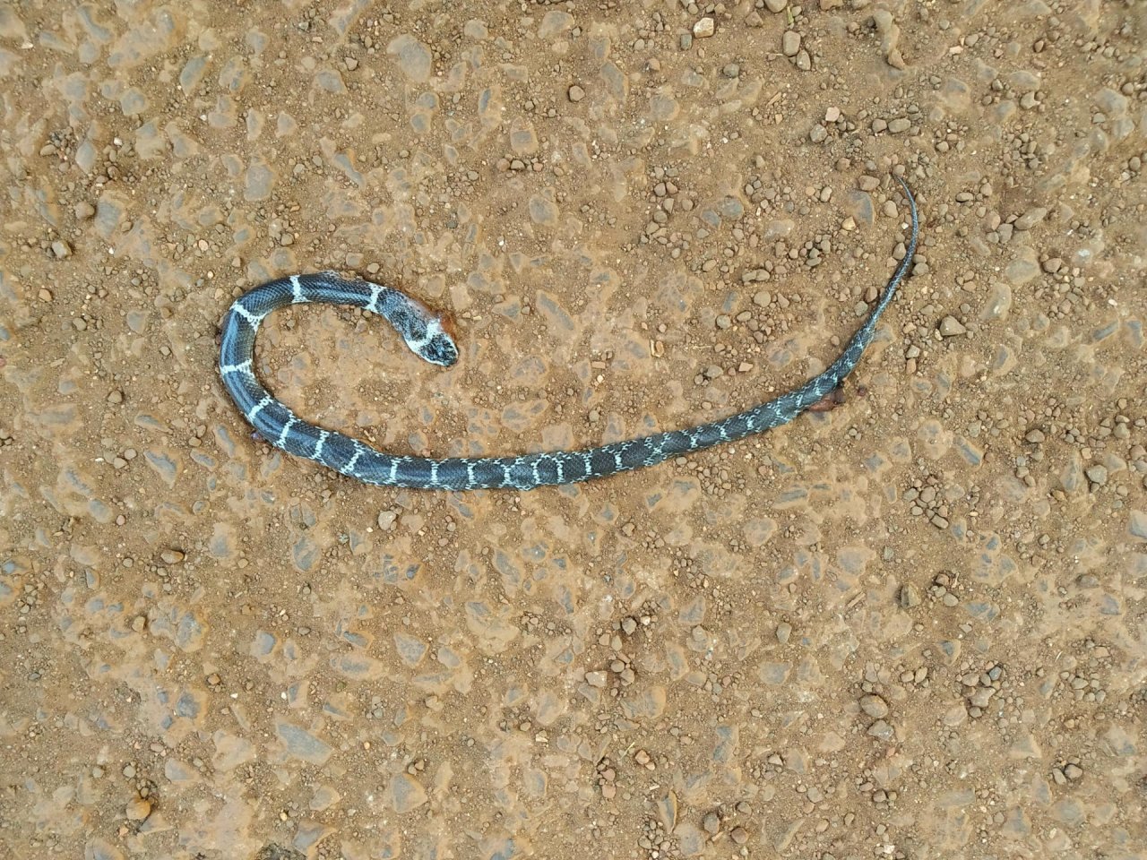 Schlange in Roadkill App spotted by Nikhil17 on 14.01.2021