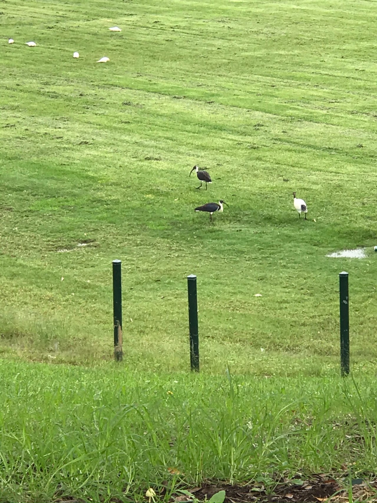 Other bird in Big City Birds App spotted by Susanmckinnon on 26.02.2021