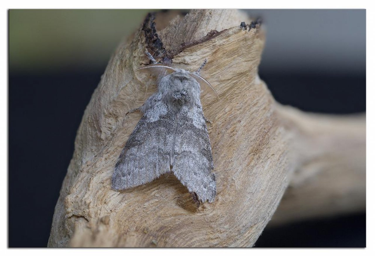 Animals in NatureSpots App spotted by Danny VG on 25.05.2020