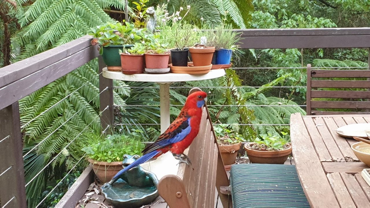 Other bird in Big City Birds App spotted by Carole Riley on 13.12.2020