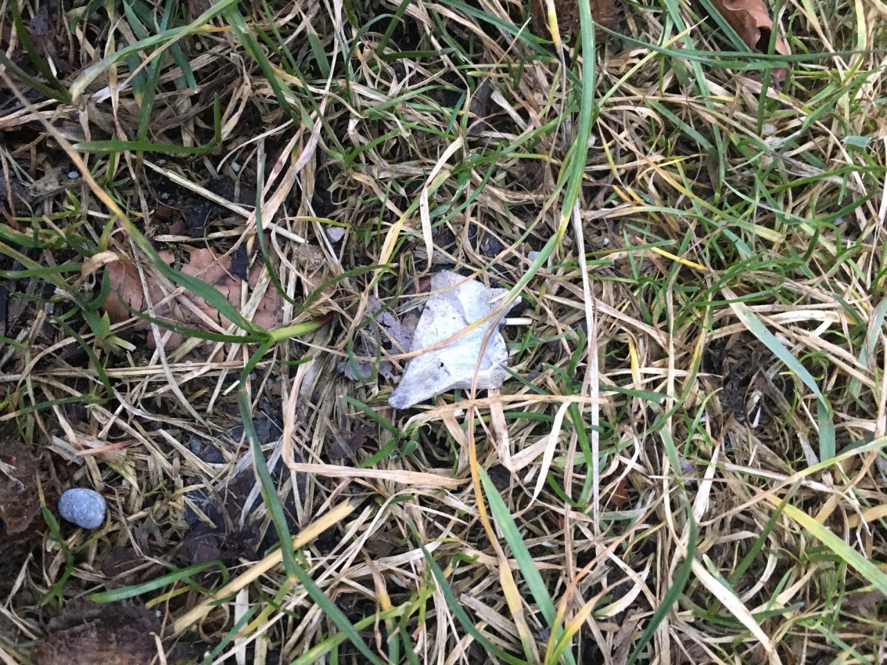 litter in DRECKSPOTZ | GLOBAL 2000 App spotted by Manuela und Jakob on 05.01.2021