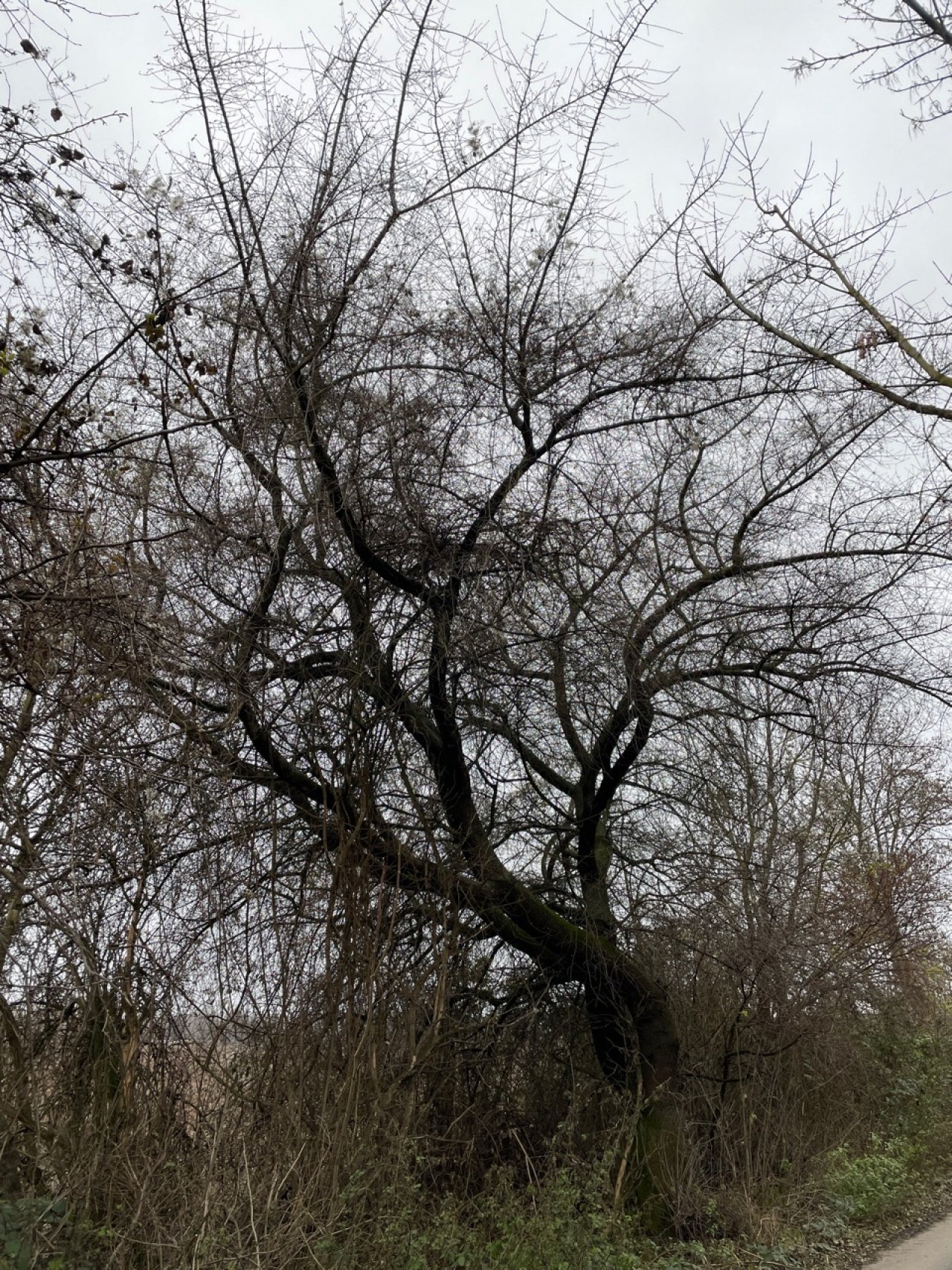Eine andere Baumart in Naturkalender App spotted by Franz on 15.12.2020