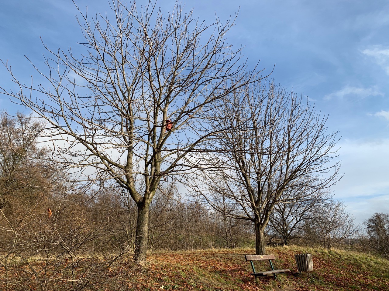 Die beiden Rosskastanien sind ohne Blätter. | Naturkalender App | 09.12.2020