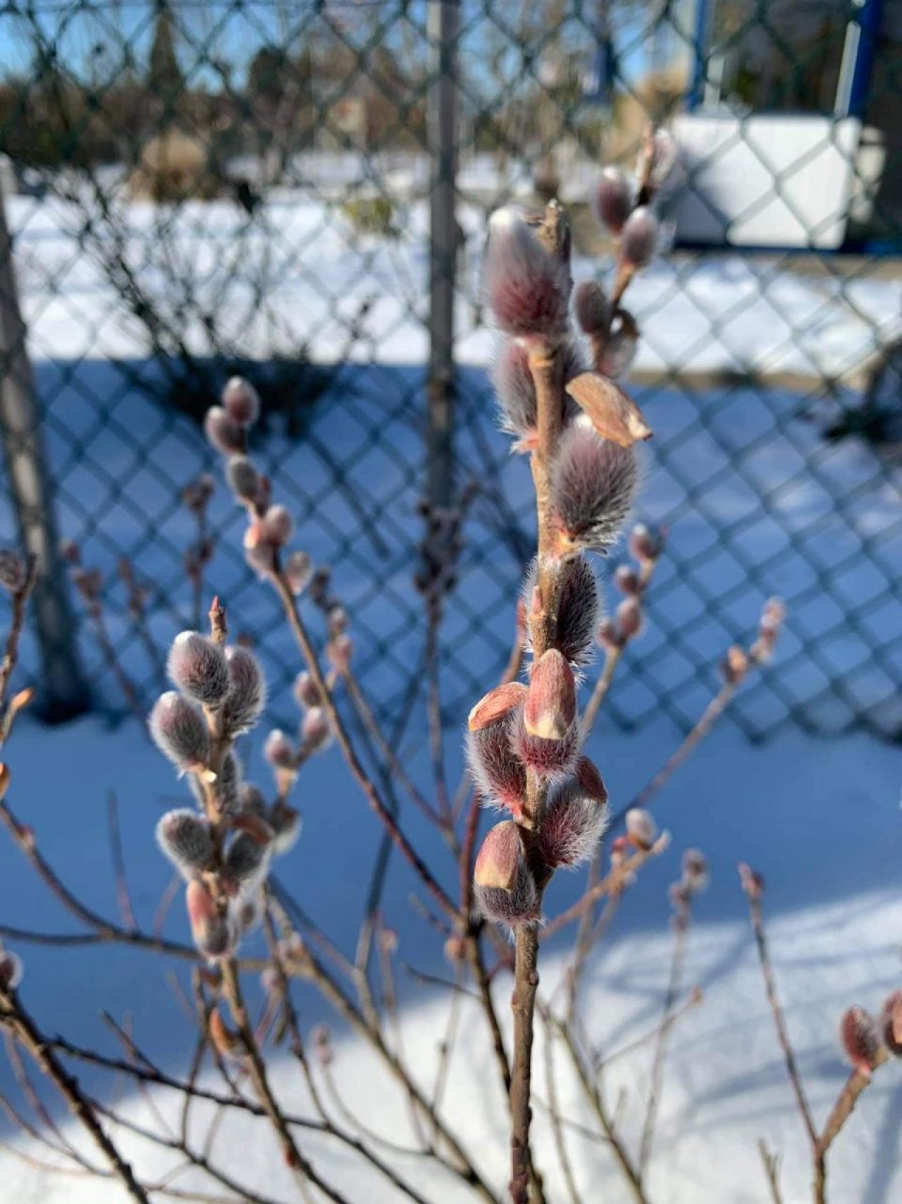 Hasel in Naturkalender Oberösterreich App spotted by Siegfried Leitner on 14.02.2021