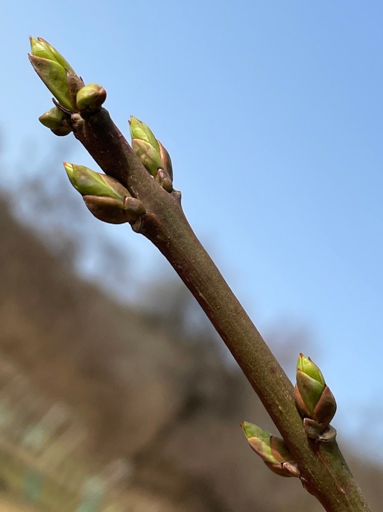 Pfaffenhütchen / Gewöhnlicher Spindelstrauch in Naturkalender App spotted by Franz on 25.02.2021