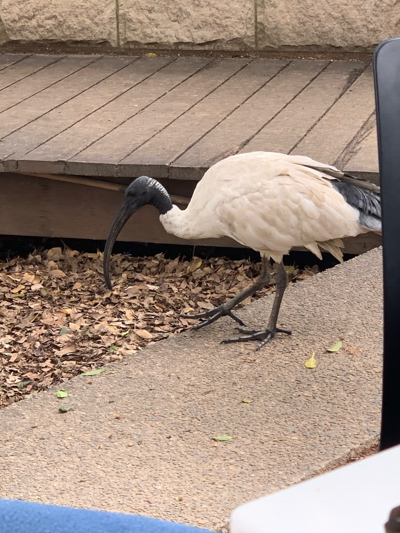 White Ibis in Big City Birds App spotted by John Martin on 03.02.2021