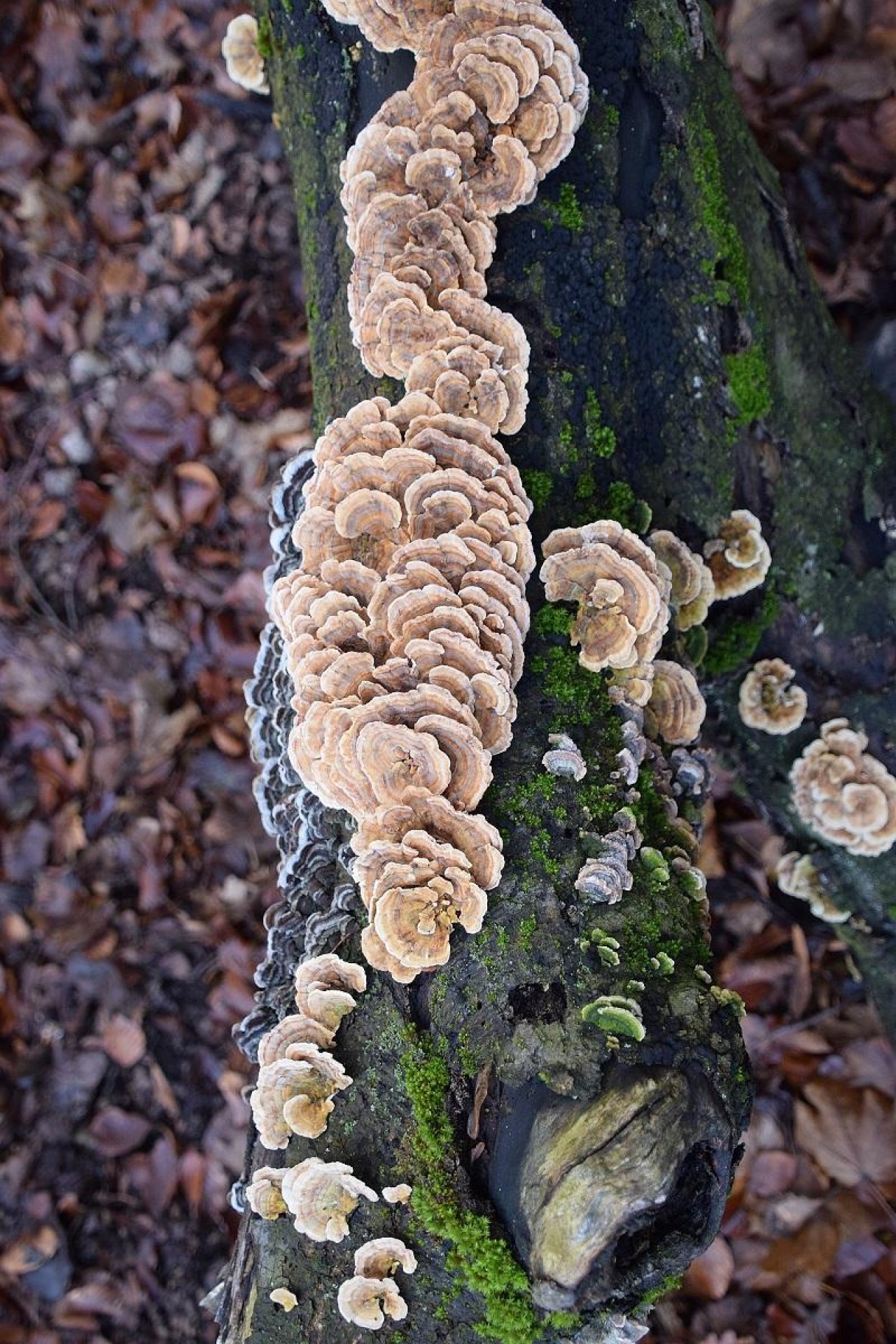 Schmetterlingstramete in Pilzfinder App spotted by Markus Sabor on 12.12.2020