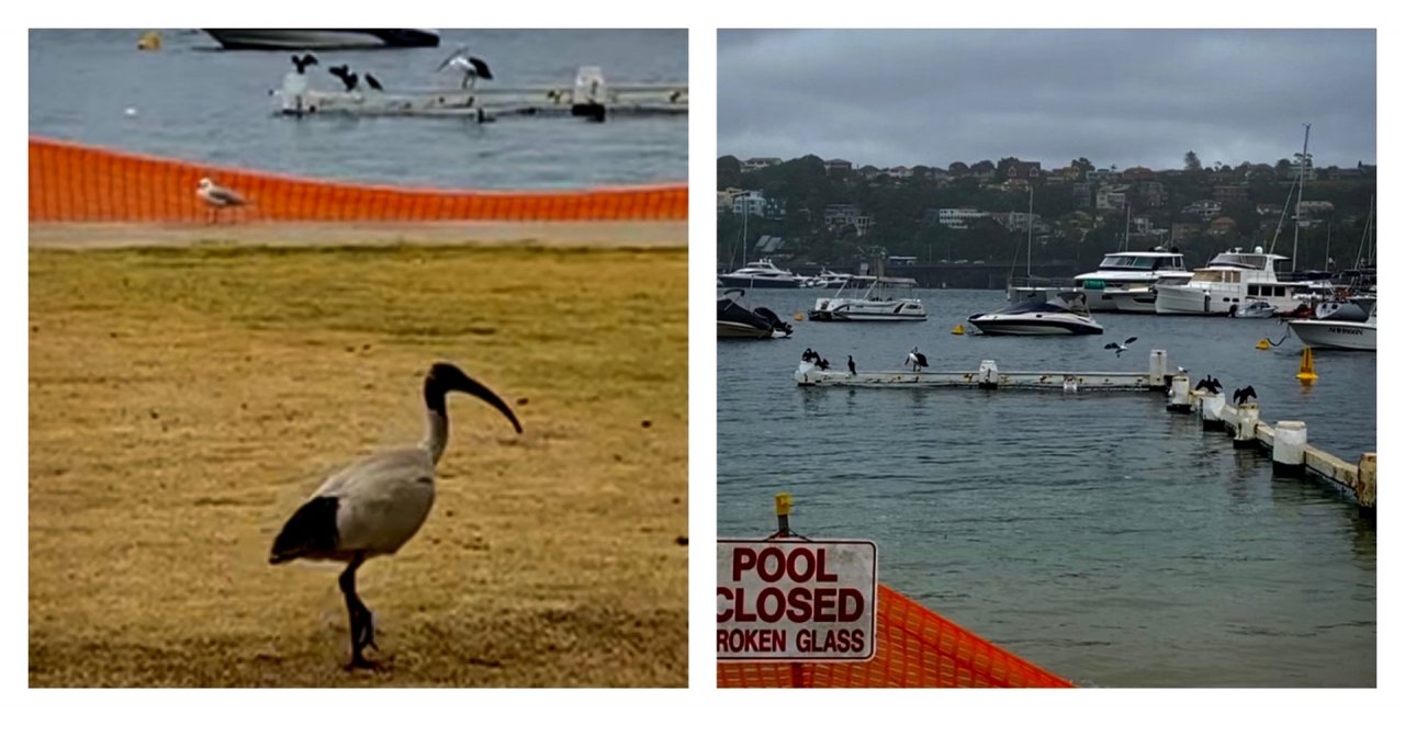 White Ibis in Big City Birds App spotted by ednaward on 27.01.2021