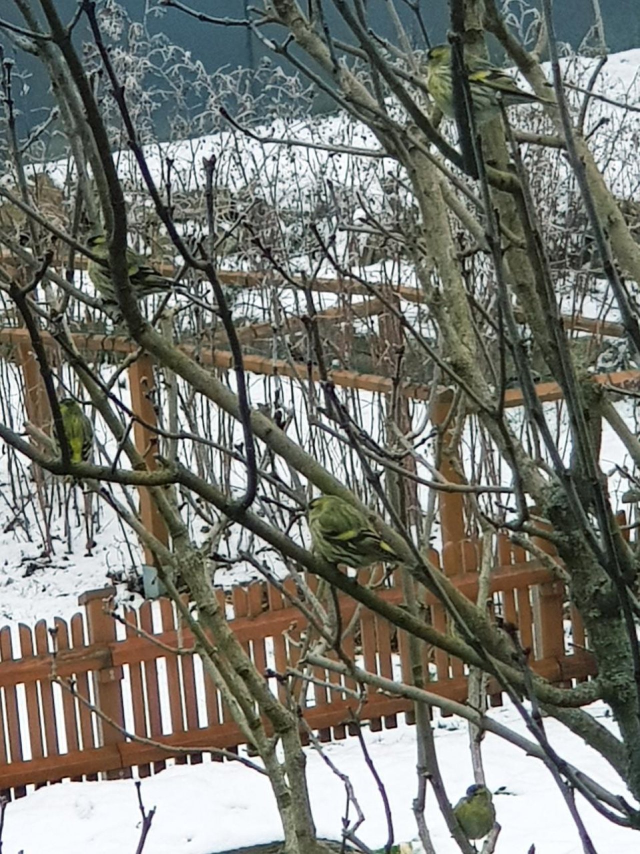 Eine andere Art in Naturkalender Oberösterreich App spotted by Edlelinde on 02.01.2021