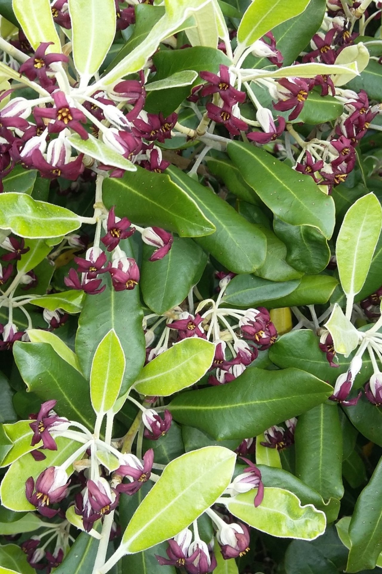 Pittosporum