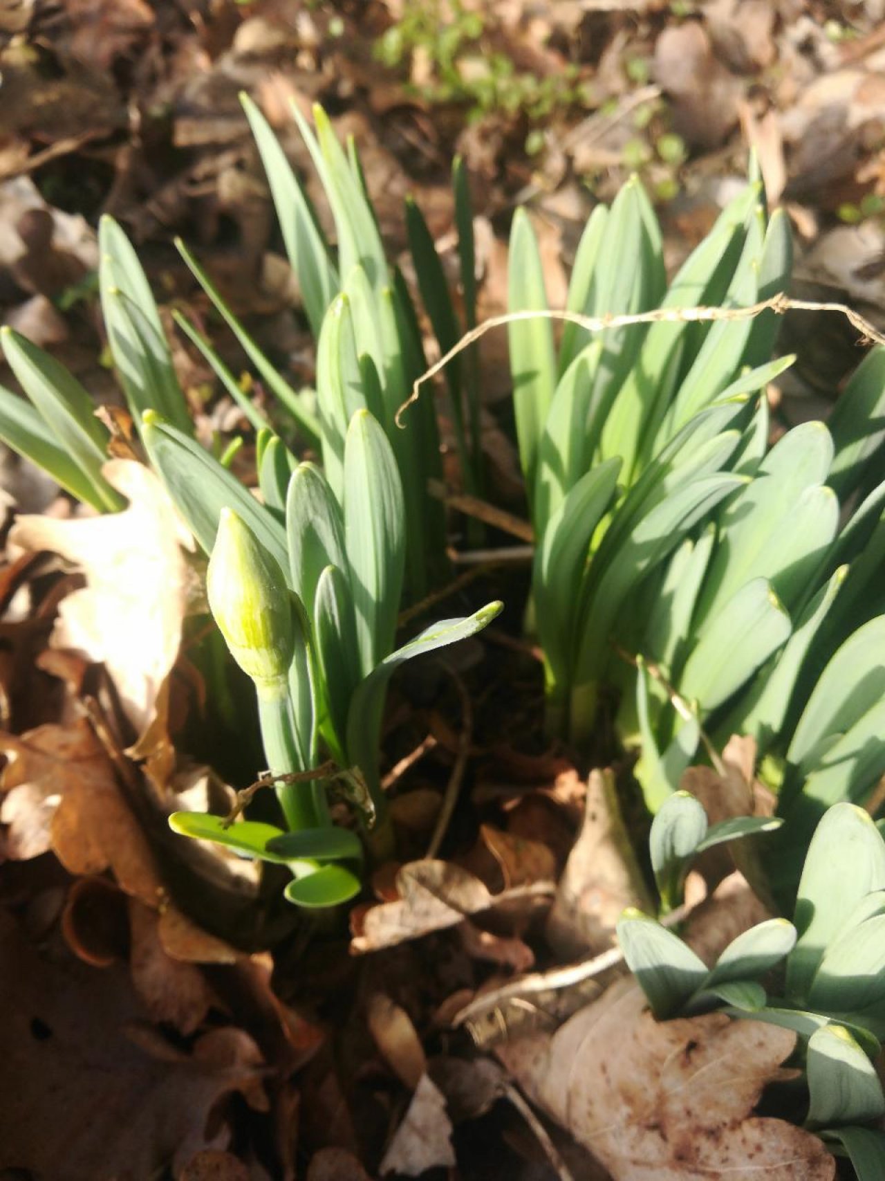 Eine andere krautige Art in Naturkalender App spotted by Elisabeth Haselberger on 25.02.2021