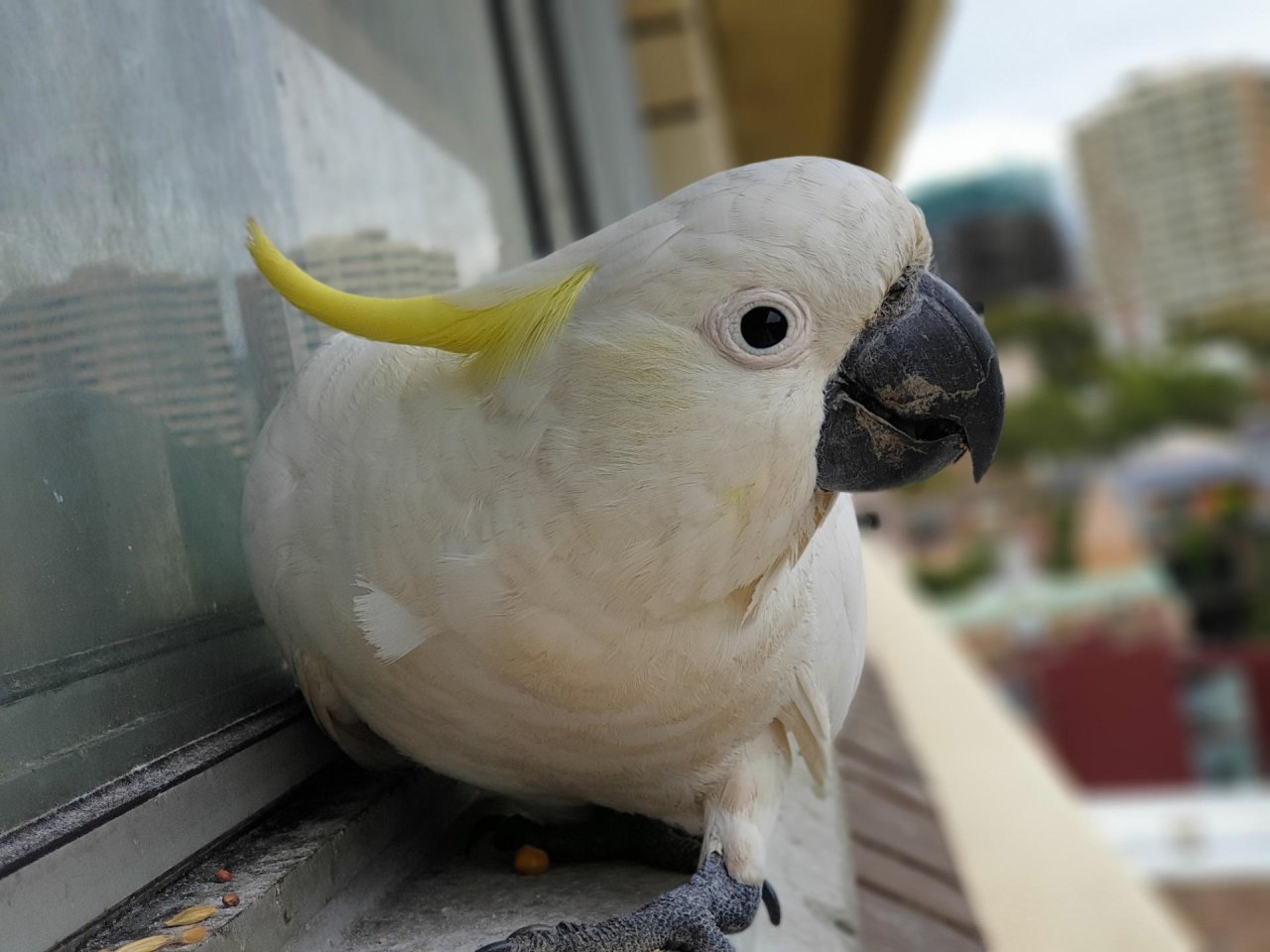 Sulphur-crested Cockatoo in Big City Birds App spotted by TomMassey on 12.12.2020